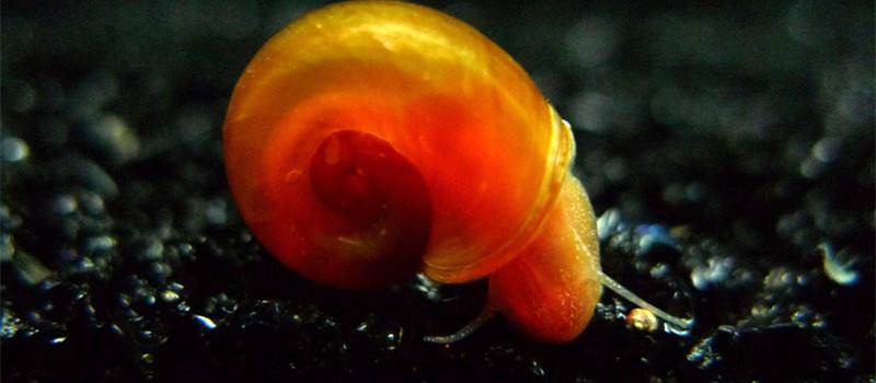 怎么养苹果螺可以快速爆缸,草缸里苹果螺一般养多少