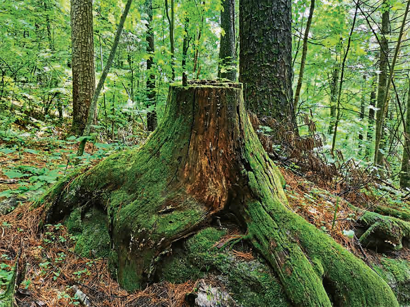 林草科学知识,林草科普类短视频