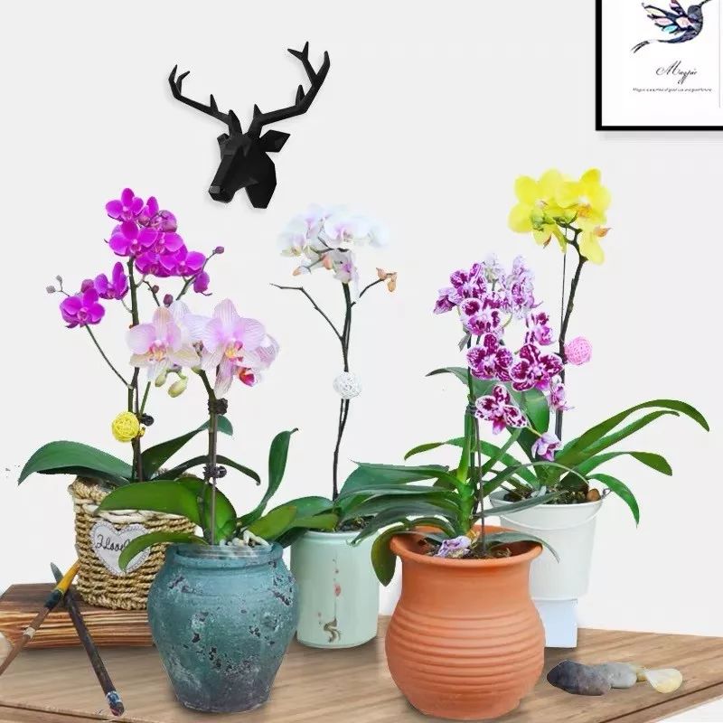 冬天一定要养的十种花,冬天养花养哪些植物好看