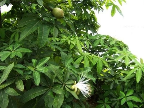 想让发财树长高怎么办,发财树怎么浇水才能活得更长