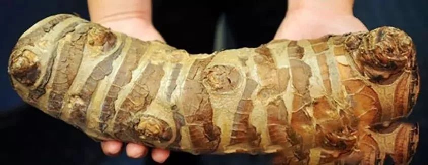 毒芋头吃了会怎么样,哪种芋头有毒吃了会怎样