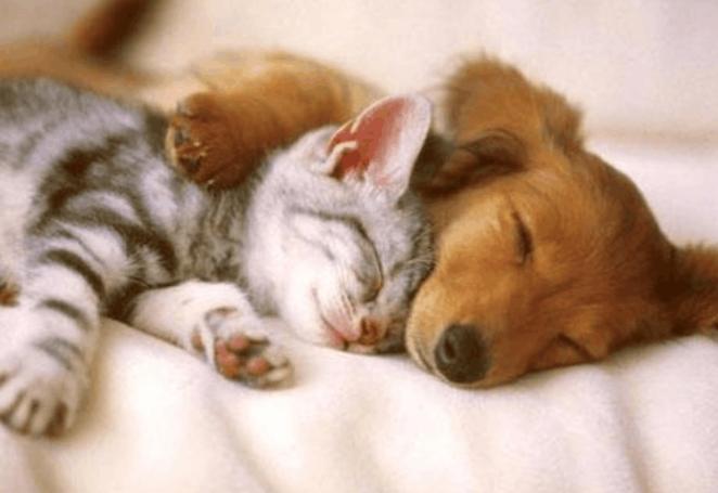 猫流血受伤吃什么药,猫伤口流血怎么消毒