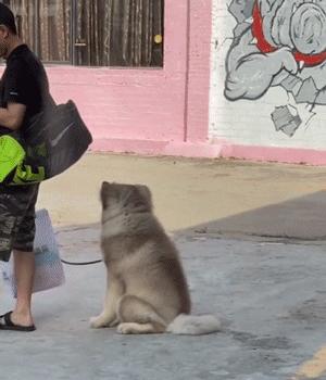 胆小的狗狗但是聪明能养吗,狗狗能有多怕妈