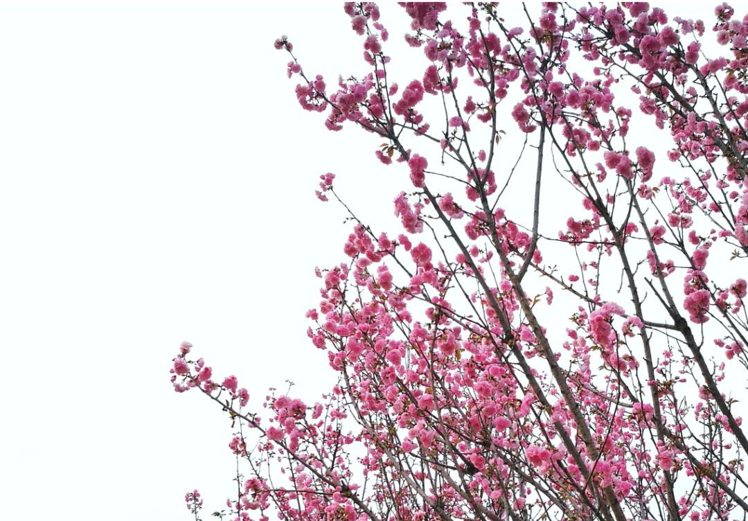 全球最大的樱花基地,全球最大樱花基地赏花时节已至