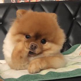 博美毛发稀少吃什么,博美毛发稀少不爱吃东西