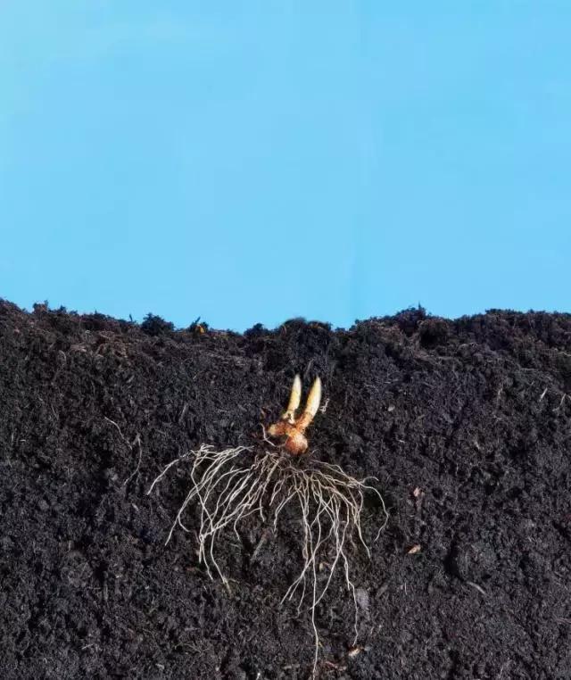 藏红花风水上在家里养好吗,藏红花生长习性