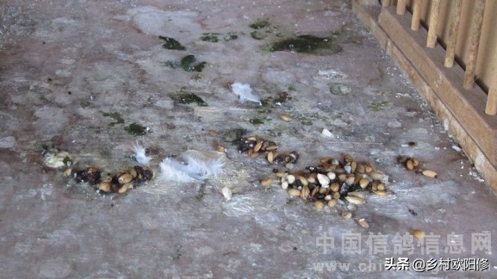 鸽子中了腺病毒怎么治,鸽子腺病毒怎么消除