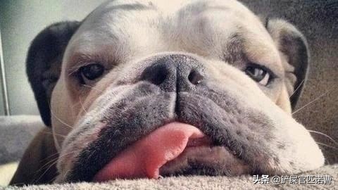 家里有小孩子父母不让养猫怎么办,家长不让在家里养宠物怎么办