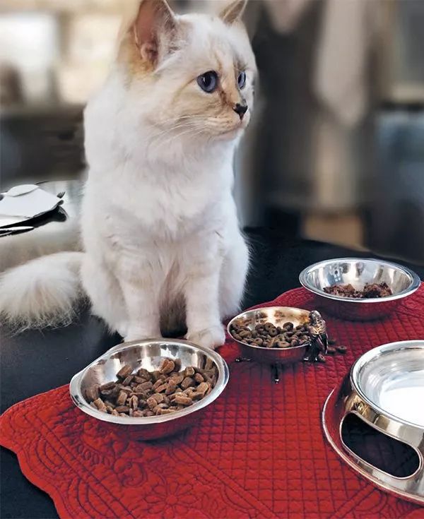 21亿遗产的猫现在怎么样了,失踪多年的猫终于回来了