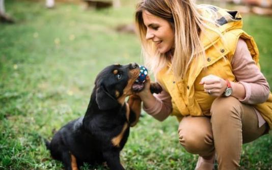 什么狗狗最好养也会保护主人,最忠诚和保护主人的狗