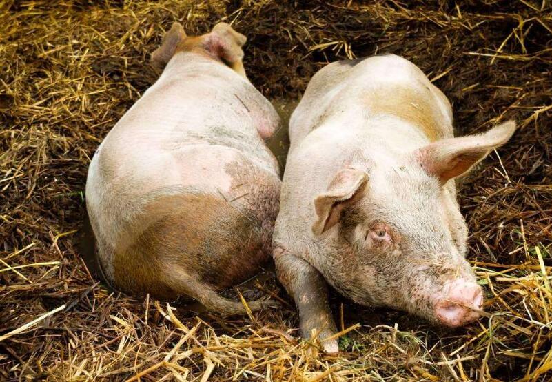 得了猪瘟的猪怎么杀死,保育猪得了猪瘟怎样治疗