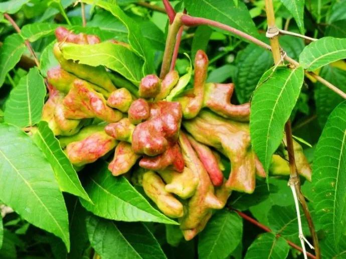 五倍子外用真实效果,中药五倍子功效作用