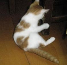 古代各种猫咪的名字只能有两个字,古代的猫的名字到底有多霸气