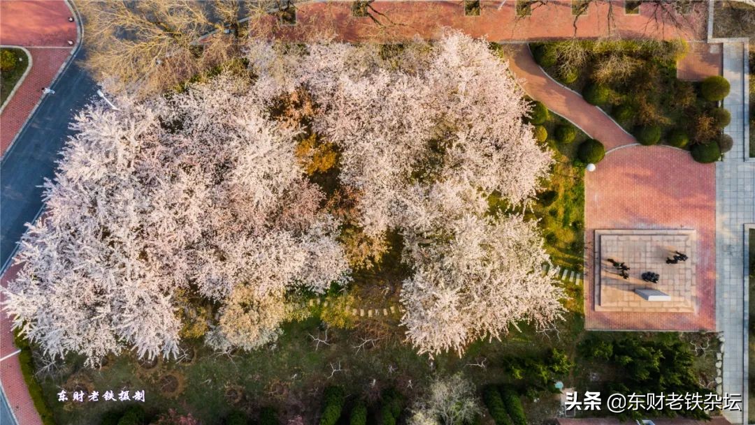 网红美景,网红一棵树樱花园