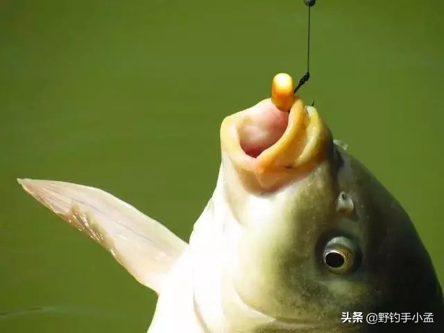 上鱼最快野钓方法冬季窝料,钓鲤鱼怎么开饵附钩性好