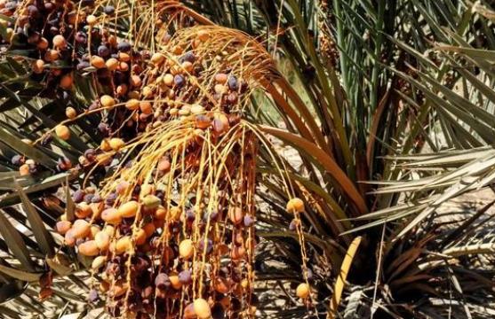 在迪拜人人爱吃的椰枣,正宗的迪拜椰枣