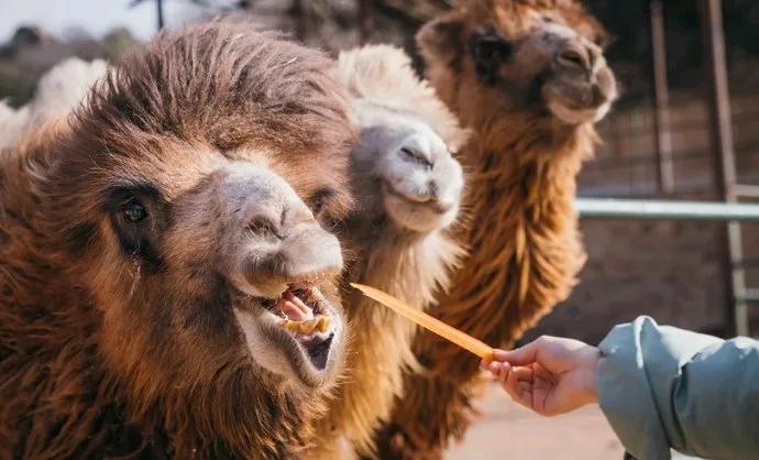 哪个动物园可以和动物亲密接触,野生动物园近距离接触动物感触