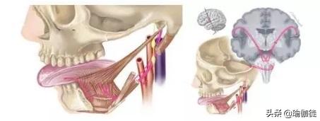 舌头怎么锻炼才有效果,怎么锻炼舌头的力量让吐字更清晰