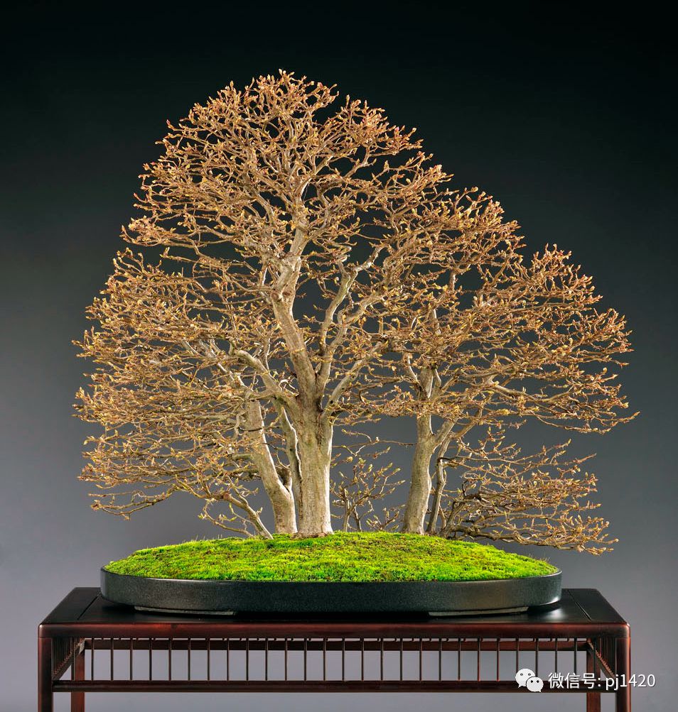 盆景四大类,盆景四绝