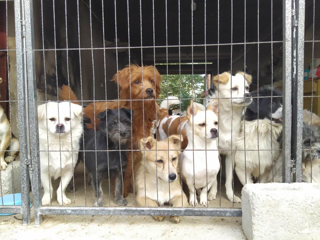 流浪动物救助者,流浪动物被救助感人事件