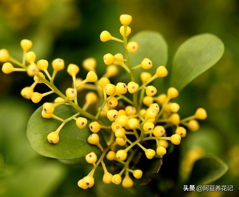 米兰花不变色吗怎么养好,米兰花冬季养护注意事项