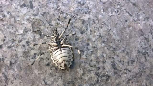 农村的虫子有毒,农村野外有什么虫子