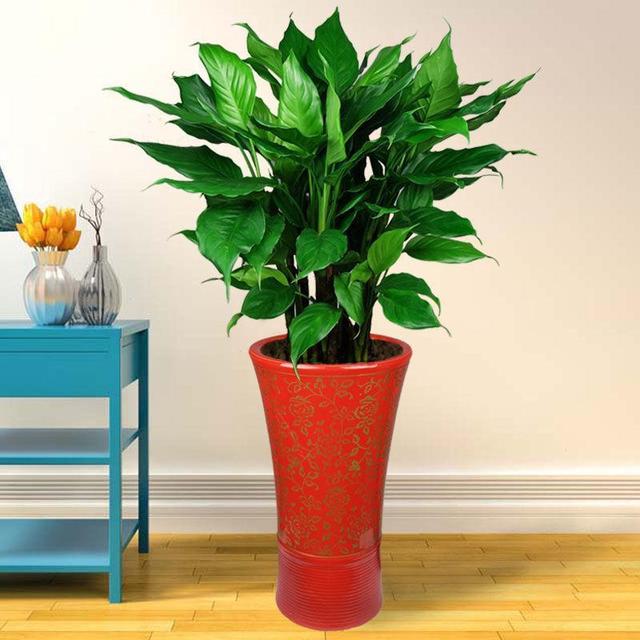 十大吉祥花,十大旺宅吉祥花