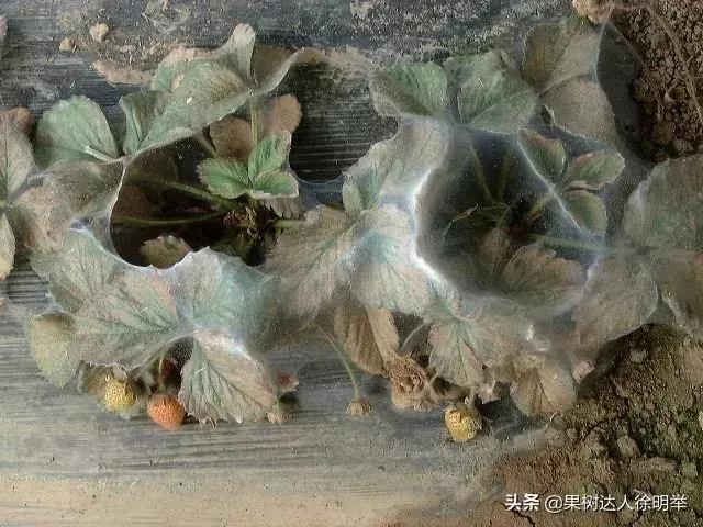 桃树蚜虫和红蜘蛛什么时间打药好,桃树什么时候打药防治火蜘蛛