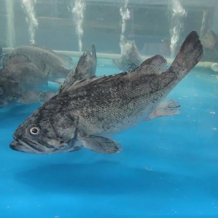 开海特价海鲜,开海的海鲜视频