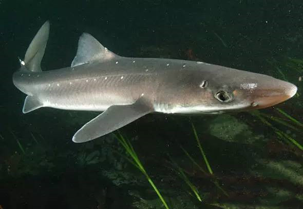 观赏淡水小鲨鱼种类及图片,海洋馆鲨鱼的种类名字