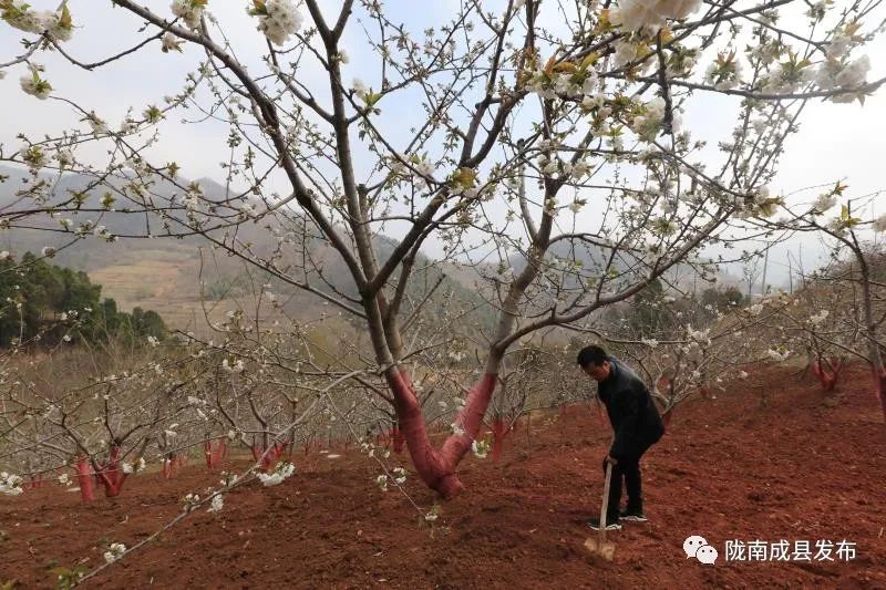 小川镇：千亩樱花美了山村富了农家