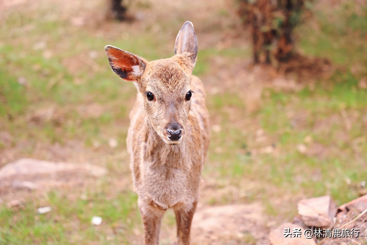 郑州登山景区,郑州看小鹿的景区有哪些