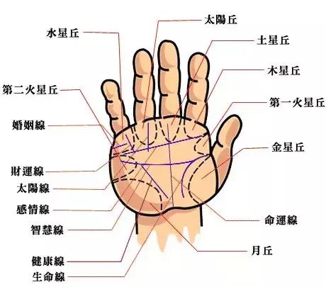手相解密,手相掌纹分析学