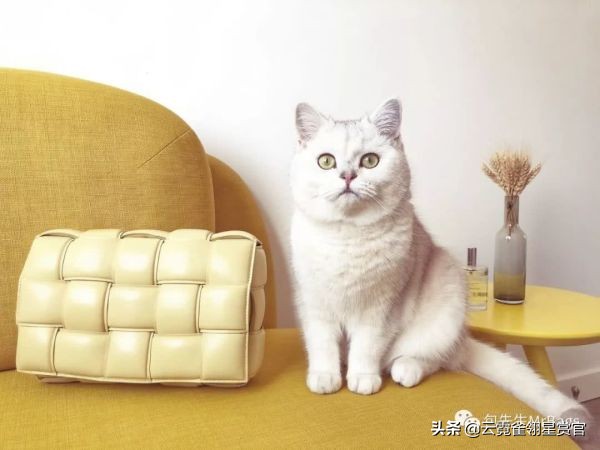 非常好看的宠物包,大家的包都带什么玩偶