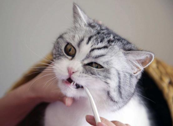 铲屎官曾经养过的宠物,铲屎官抓很多猫咪