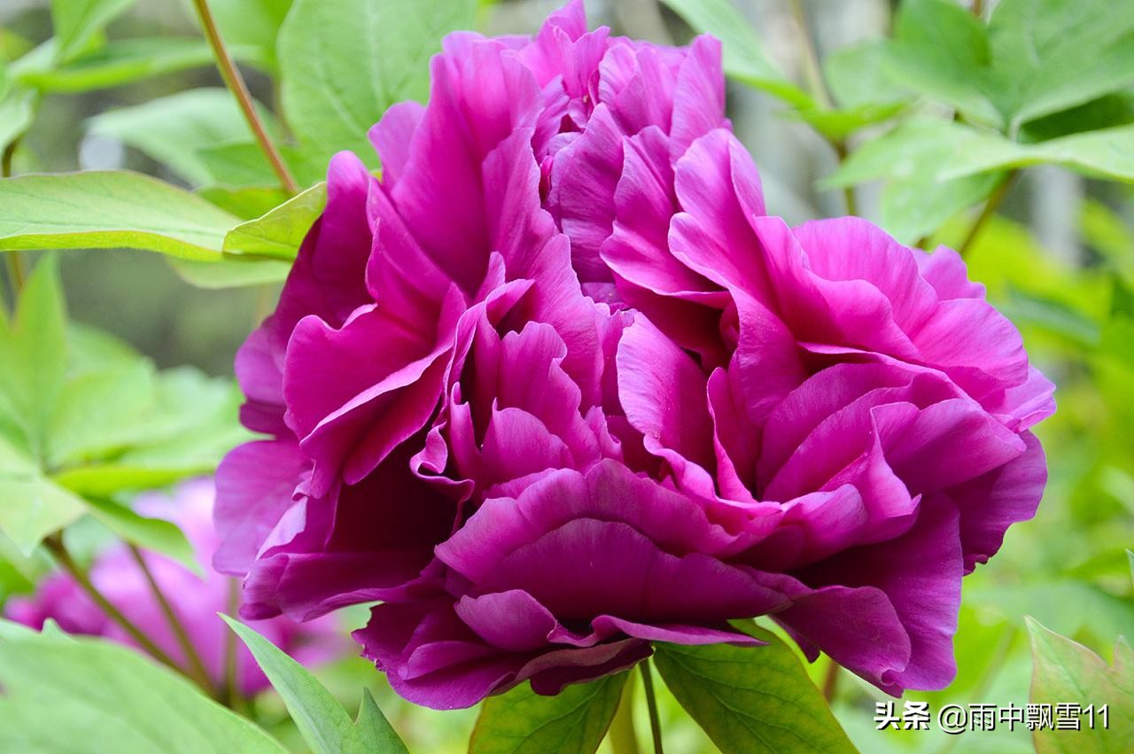 不会开花的牡丹怎么养,不会养花怎么学