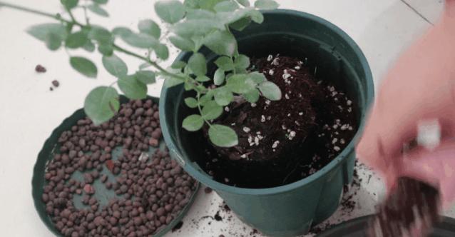 四季开花的月季又香又好养有几种,最漂亮10种盆栽月季