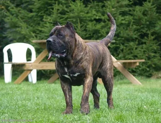 危险分子猛犬暴徒—加纳利，请你低调