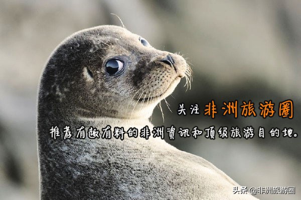 南非必买的东西清单,南非有什么可以买的东西