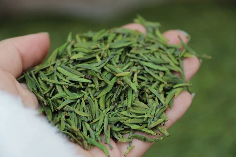 早上6点，去蒙顶山买茶是一种什么体验？