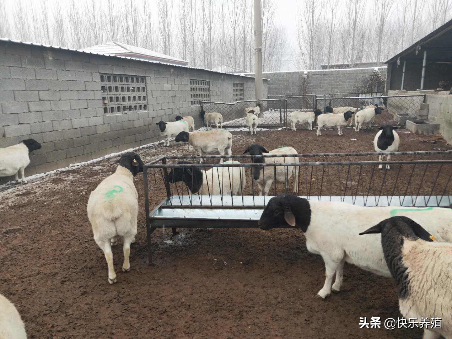 养殖纯种杜泊羊利益大吗,杜泊羊养殖方法和技术视频