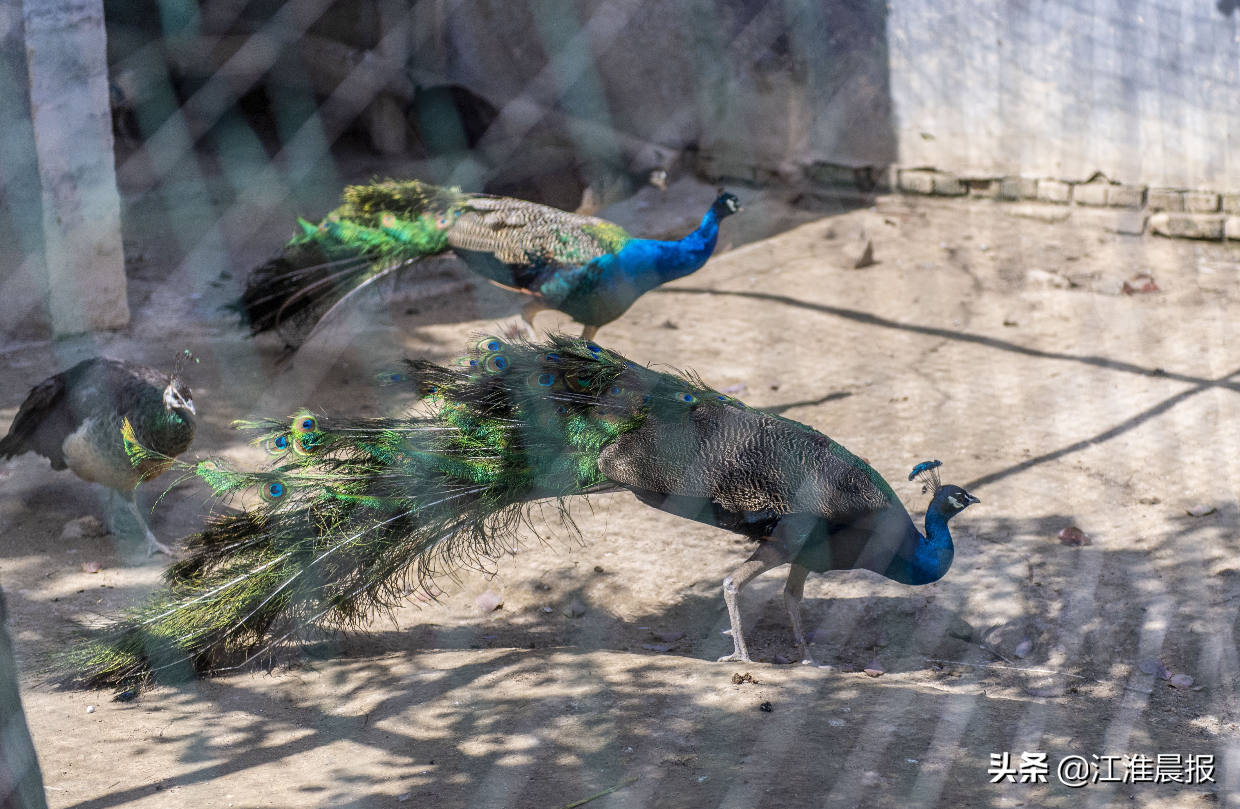 禁野令养殖户转产,禁野令下的竹鼠养殖户