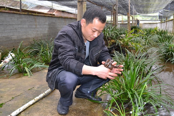 人工养殖石蛙的营养如何,石蛙可以人工养殖吗