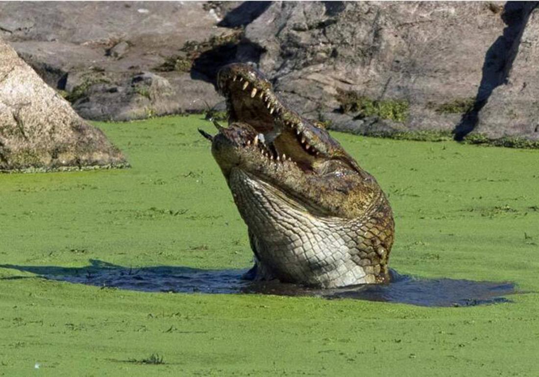 鳄类的养殖与利用,鳄鱼养殖需要注意什么
