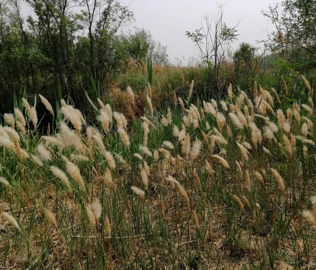 一个心灵的栖息地——游冠县马颊河生态旅游度假区有感
