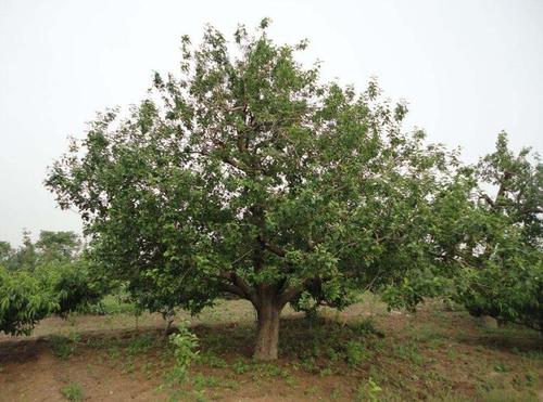 6个可能会夺走你性命的“可怕树木”,看到需要立即逃命