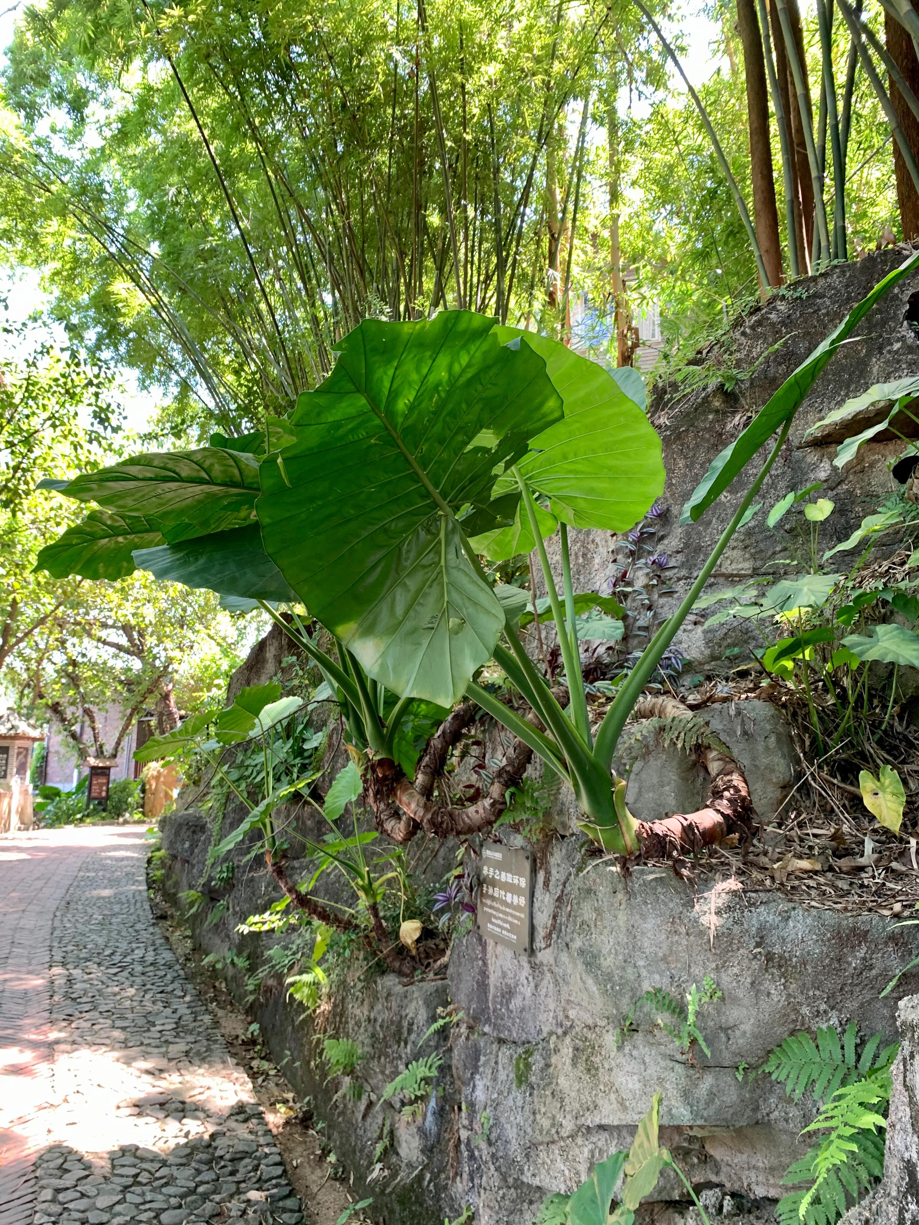 深圳观澜山水田园门票多少,深圳观澜山水田园酒店