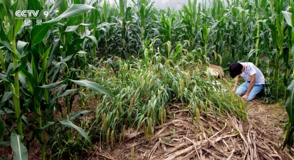 从贫困户到百万富翁的逆袭,百万农民逆袭史完整视频