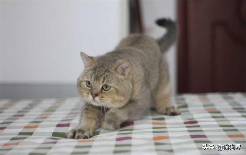 猫咪爱抓东西怎么办,猫咪爱抓鞋子怎么处理