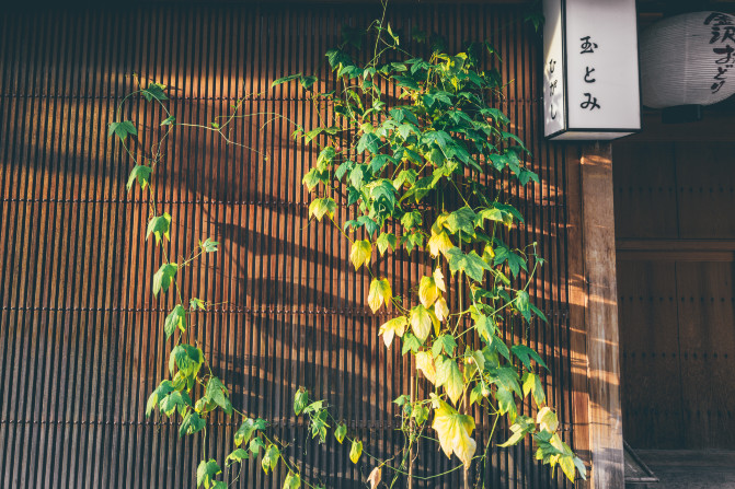 在日本中部的岐阜，发现不一样的日本